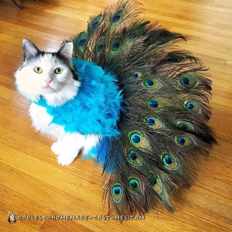 Pretty Peacock Cat Costume - Literally Tells It's Own Tail!