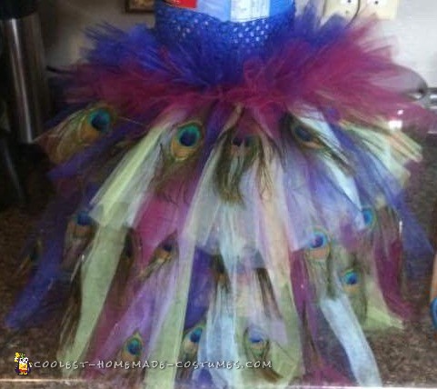 Baby peacock
