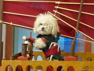 Awesome DIY Sinbad Pirate Dog Costume and Amazing Cardboard Ship!