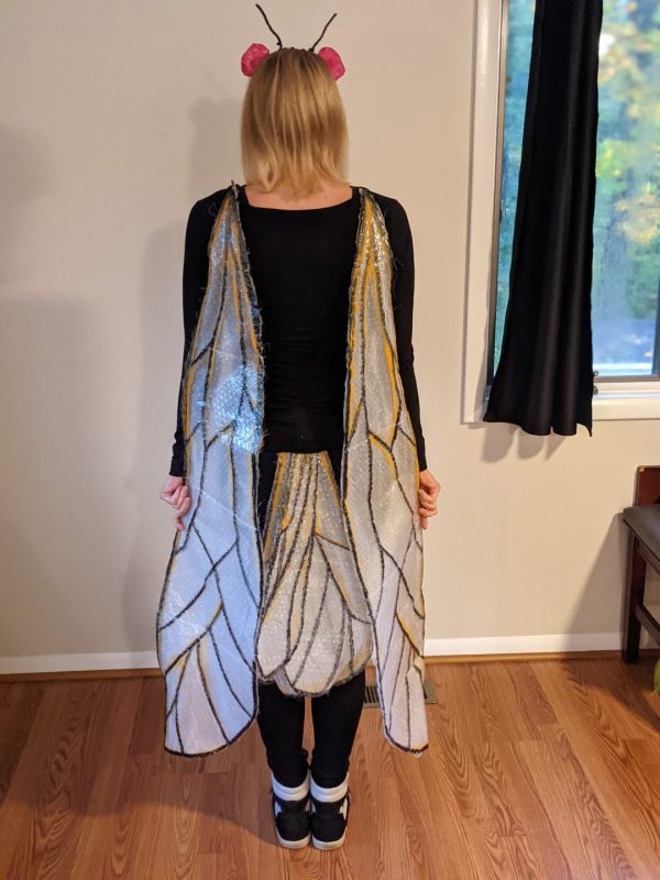 A costume that emerges only once every 17 years: Periodical Cicada Nymph and Adult