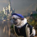 This is Sir Walter. He was entered in the Pug Social ensemble (more than one pug) costume contest with his mate Josie dressed as the “Tudors&rd
