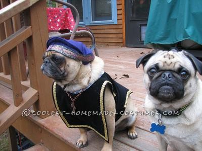 This is Sir Walter. He was entered in the Pug Social ensemble (more than one pug) costume contest with his mate Josie dressed as the “Tudors&rd