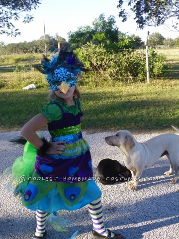 This costume was a labor of love.  My lovely daughter Mitrian decided she wanted to be a peacock with a giant tail with real feathers.  She