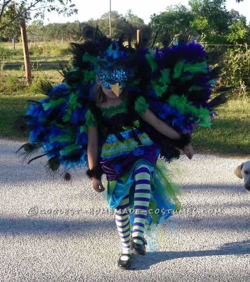 This costume was a labor of love.  My lovely daughter Mitrian decided she wanted to be a peacock with a giant tail with real feathers.  She
