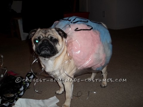 Coolest Cotton Candy Dog Costume Idea