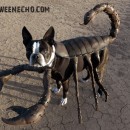 Cool Homemade Costume Idea for Your Dog: Echo the Scorpion