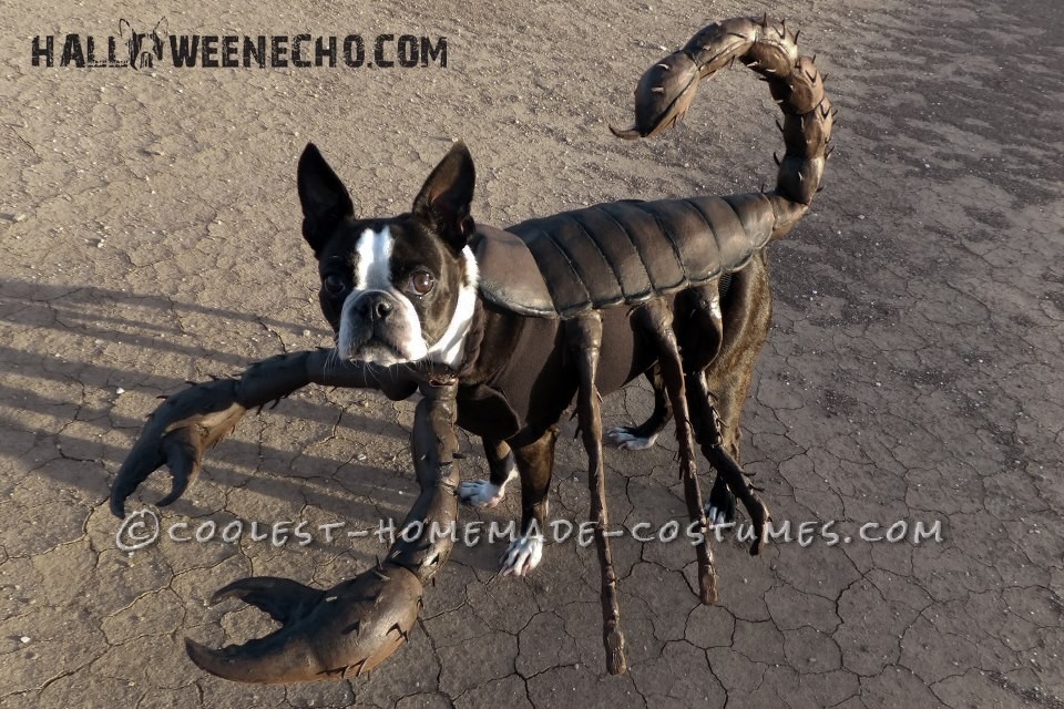 Cool Homemade Costume Idea for Your Dog: Echo the Scorpion