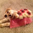 Ok, so I thought hmm, spaghetti and meatballs costume for a cocker spaniel? Adorable! Especially since it reminds me of the famous spaghetti scene in