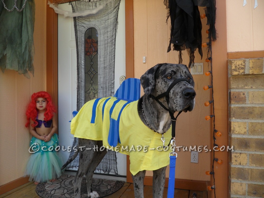 Homemade Flounder Costume for a Dog