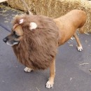 The Very Best 3-Legged Lioness - Pet Dog Costume!