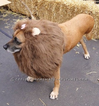 The Very Best 3-Legged Lioness - Dog Halloween Costume Ideas!