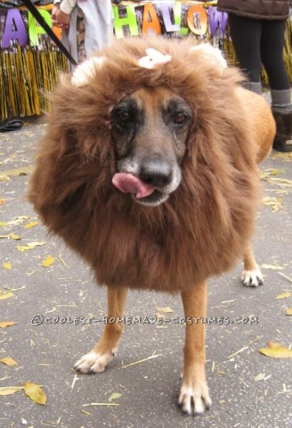 The Very Best 3-Legged Lioness - Pet Dog Costume!