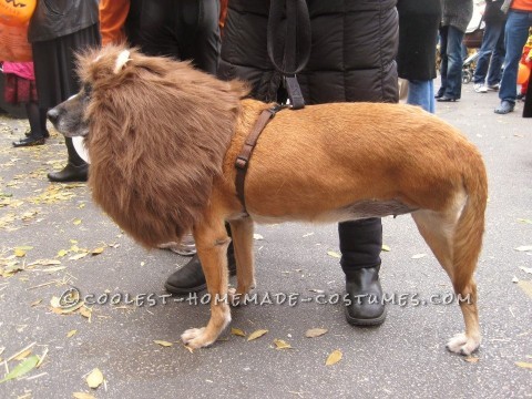 The Very Best 3-Legged Lioness - Pet Dog Costume!