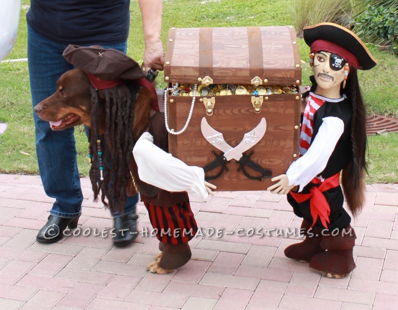 Best Homemade Dog Pirate Costume - Dog Halloween Costume Ideas