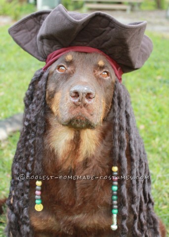 Best Homemade Dog Pirate Costume