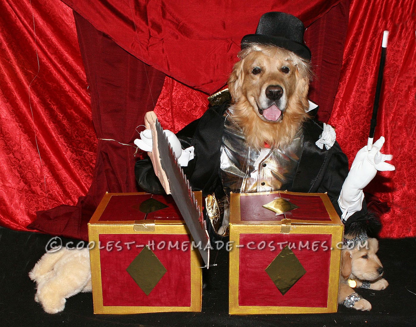 Coolest Homemade Couple Costume for Pet Dogs: Magician Sawing Assistant in Half