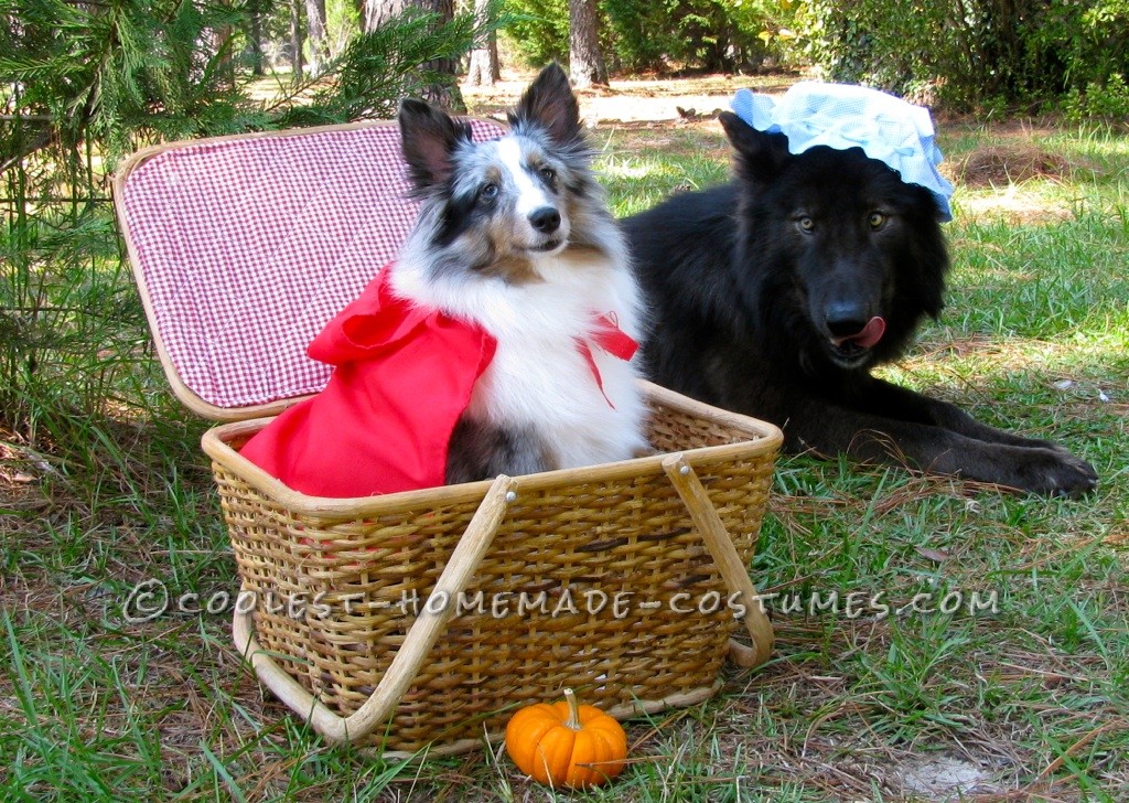 Cutest Little Red Riding Hood and The Big Bad Wolf Pet Dog Costumes - Dog Halloween Costume Ideas
