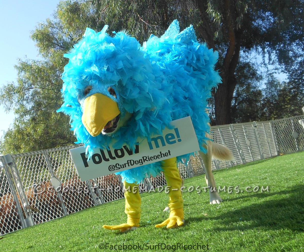 Twitter Critter Costume for a Large (and Patient) Dog