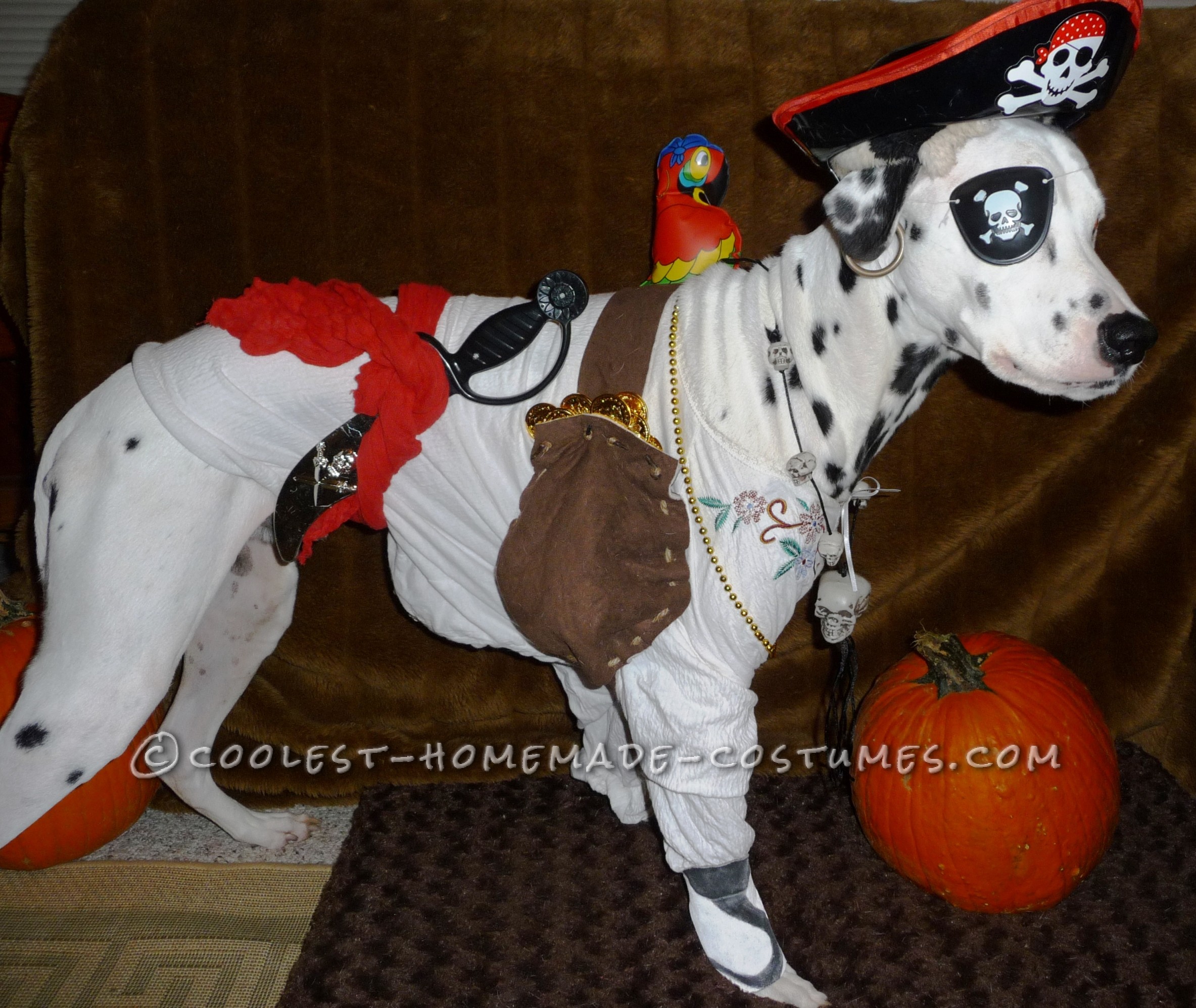 Cool Homemade Pirate Costume for a Dog