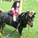 Funny Carousel Horse Costume for a Dog