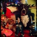 Cool Homemade Pet Dogs Costumes: Gremlins!