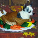 Funny Homemade Dog Costume: Gobble Til You Wobble