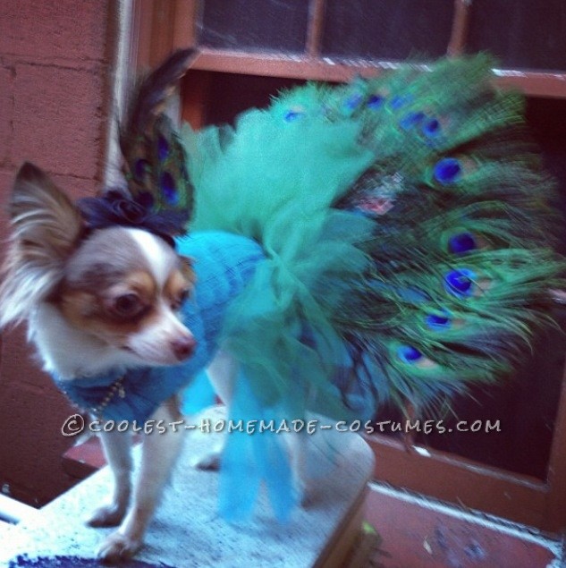 Coolest Homemade Peacock Costume for Pet Dog