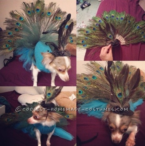 Coolest Homemade Peacock Costume for Pet Dog