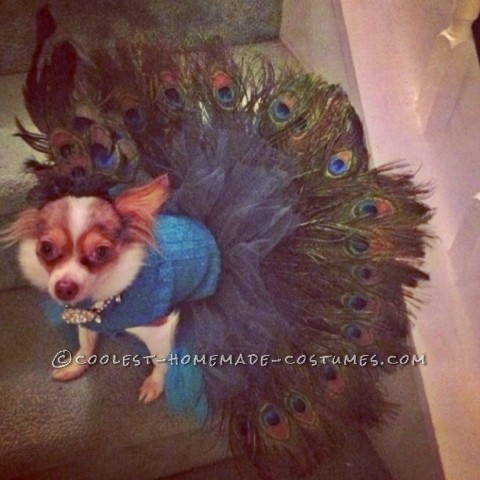 Coolest Homemade Peacock Costume for Pet Dog