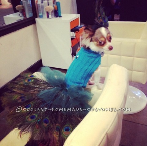 Coolest Homemade Peacock Costume for Pet Dog