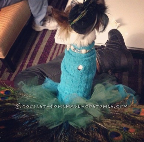 Coolest Homemade Peacock Costume for Pet Dog