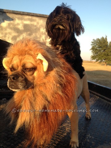 Cool Dog and Owner Couple Costume: Lion Tamer and Her Ferocious Lion!