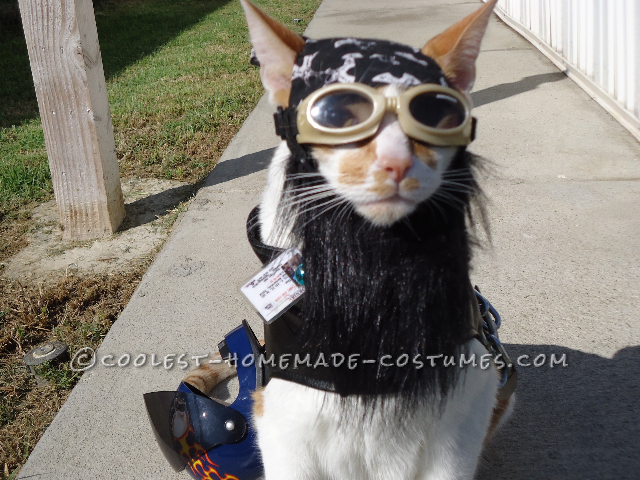 One of A Kind Biker Cat Costume