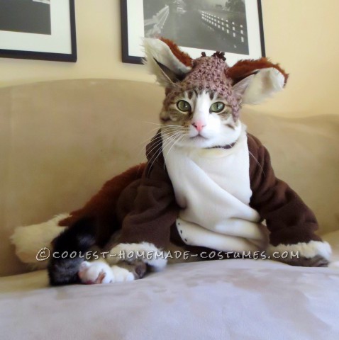 Cool Costume for My Cat: Pecan the Fox