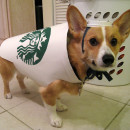 Starbucks Dog Costume - Easy and Inexpensive