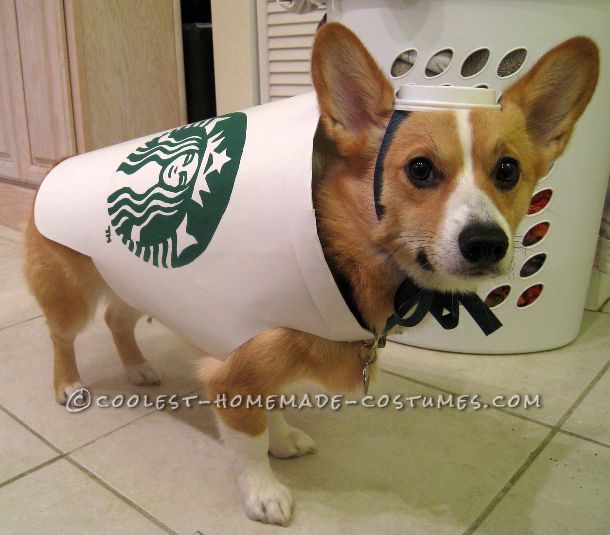 Starbucks Dog Costume - Easy and Inexpensive