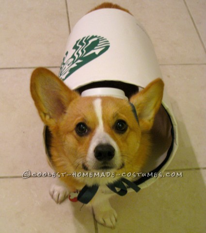 Starbucks Dog Costume - Easy and Inexpensive