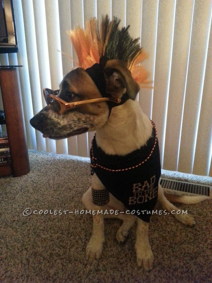 Cool Pet Dog Costume: Sully the Pupster of Halloween