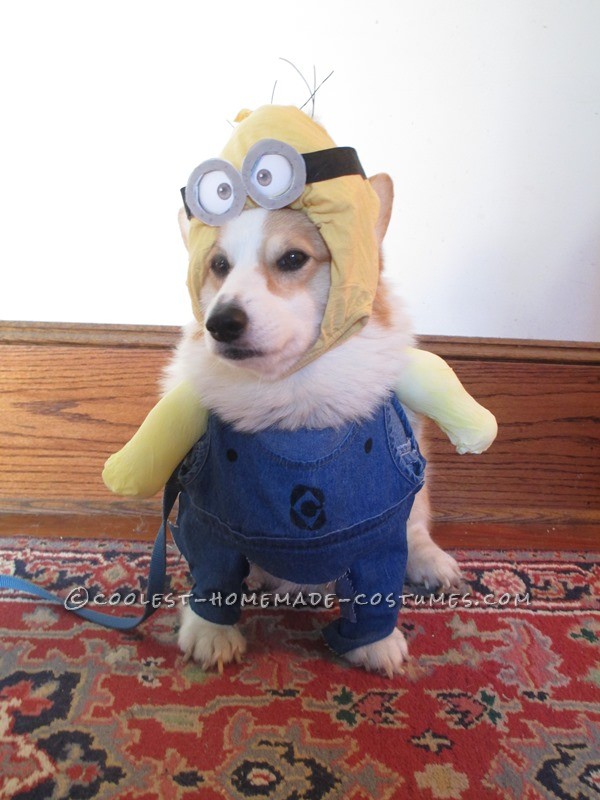 Bonnie's Crazy Minion Dog Costume