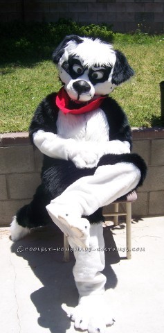 Cool Homemade Border Collie Dog Costume