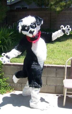 Cool Homemade Border Collie Dog Costume