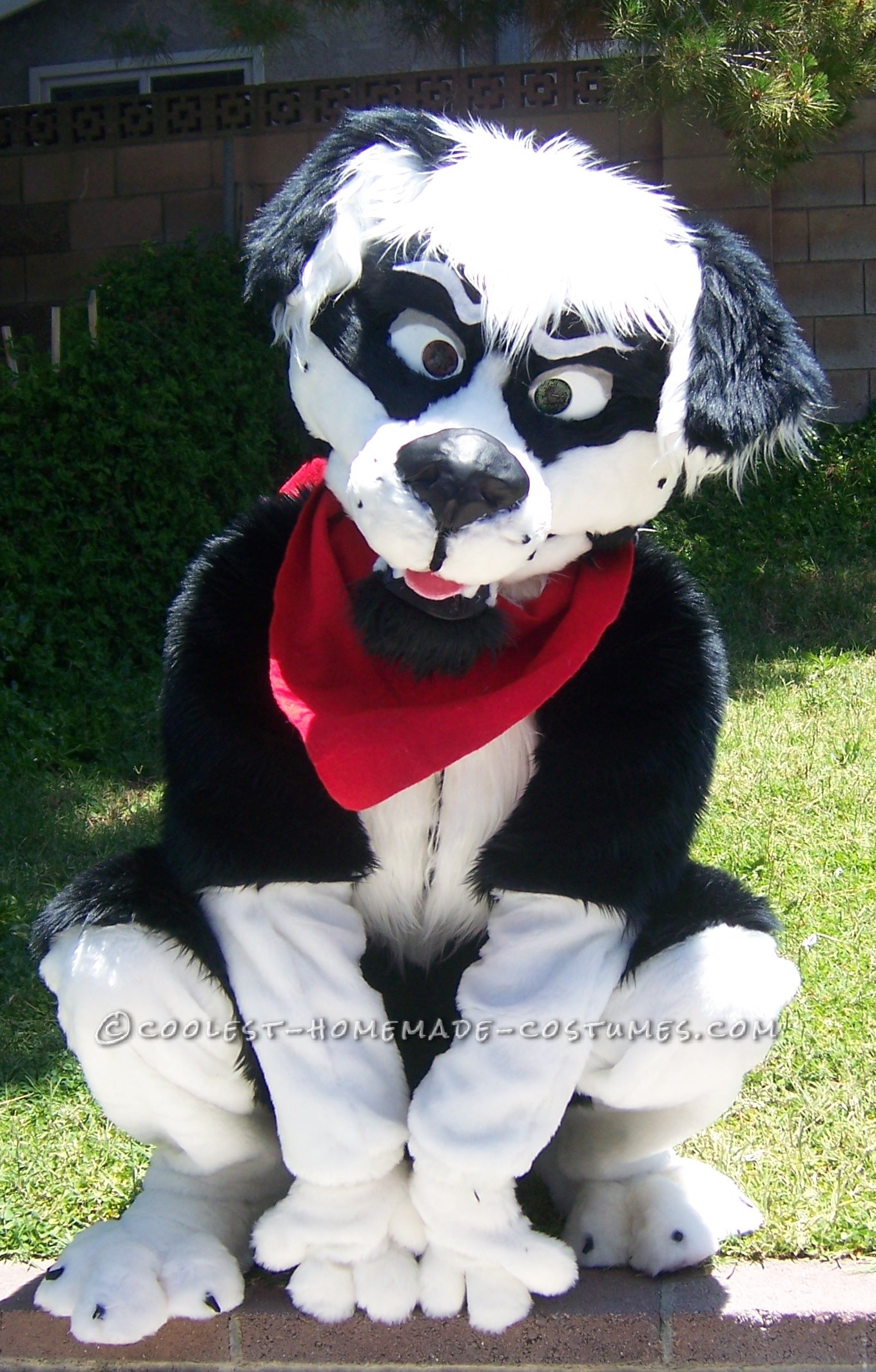 Cool Homemade Border Collie Dog Costume