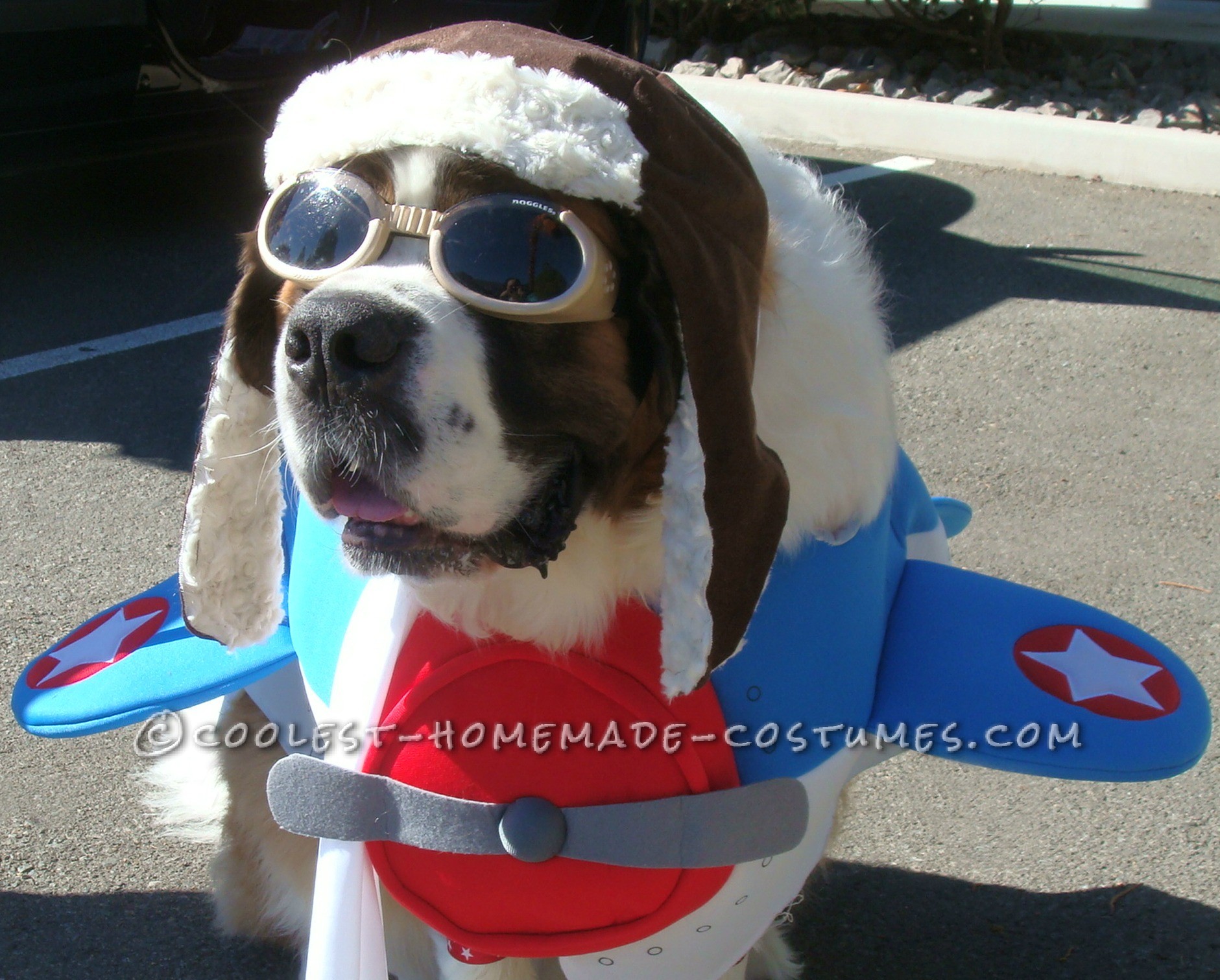 Saint Bernard Dog Costume: Captain America to the Rescue!