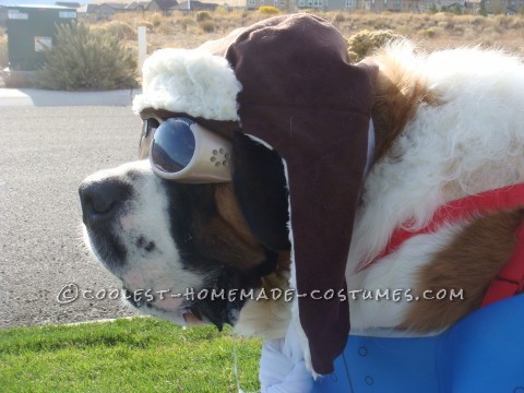 Saint Bernard Dog Costume: Captain America to the Rescue!