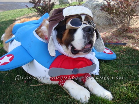 Saint Bernard Dog Costume: Captain America to the Rescue!
