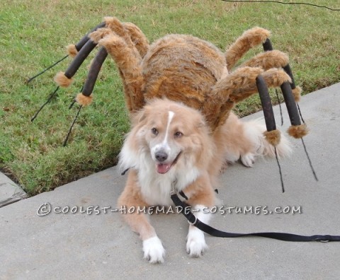 Pet Dog Spider Costume and Toddler Spider Princess