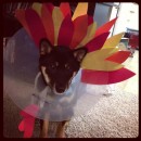 Turkey Dog Costume: Recovering Puppies Can Be Festive Too!