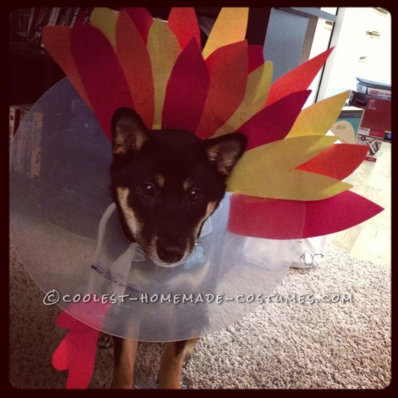 Turkey Dog Costume: Recovering Puppies Can Be Festive Too!