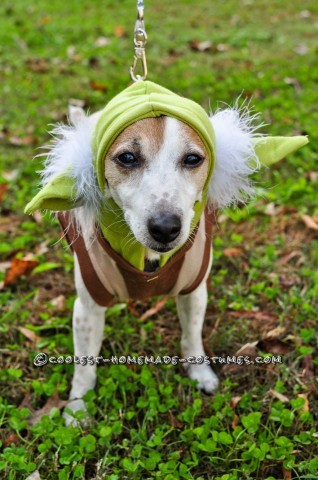 Star Wars Dog Costumes: The Canines Strike Back