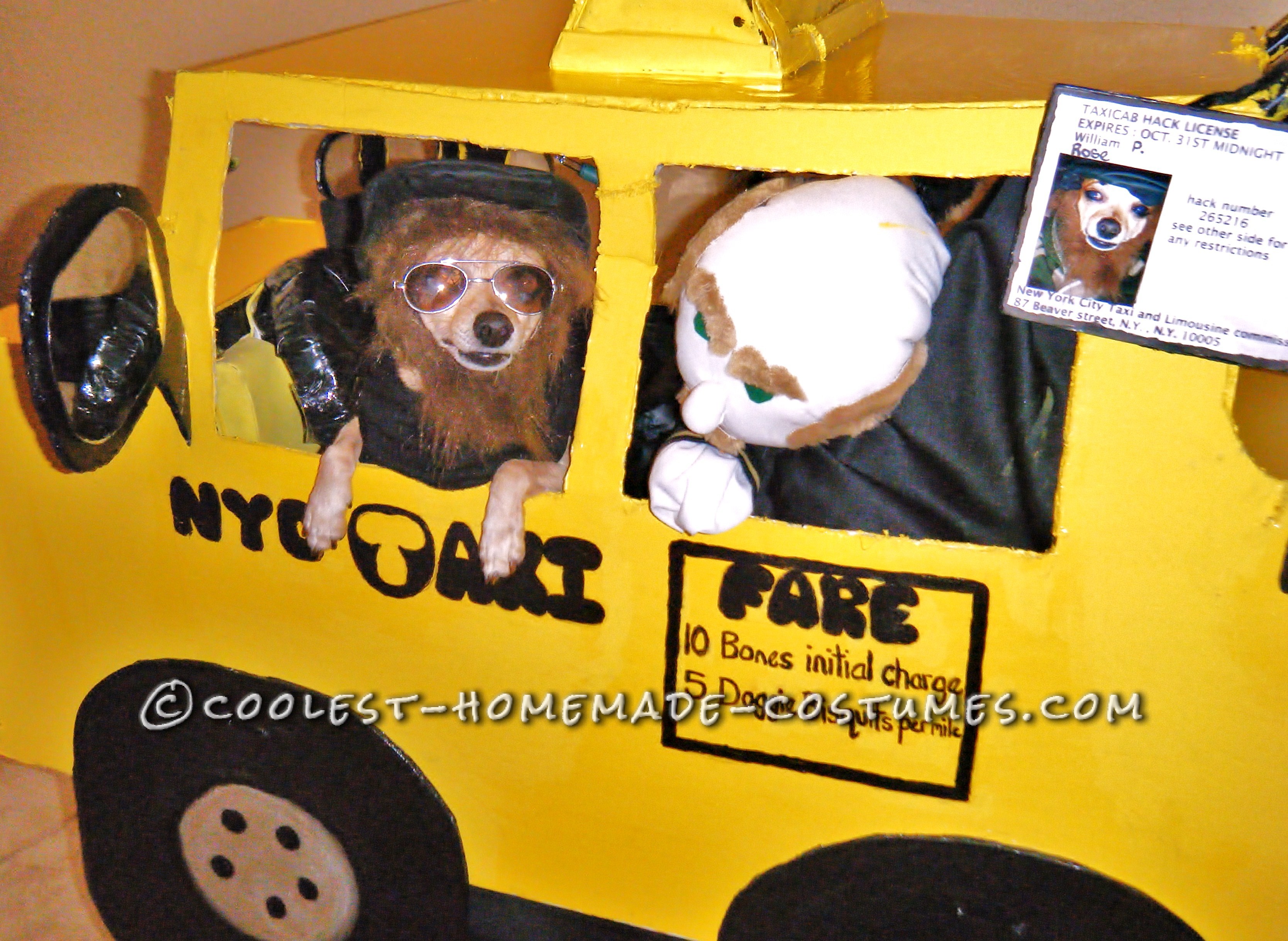 Chihuahua Halloween Costume: William the NYC Taxi Driver
